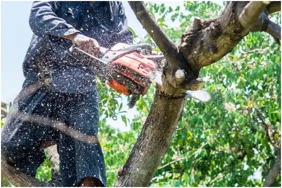 tree services Bradford